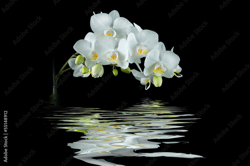 Obraz premium Weiße Orchidee mit Spiegelung auf schwarzem Hintergrund