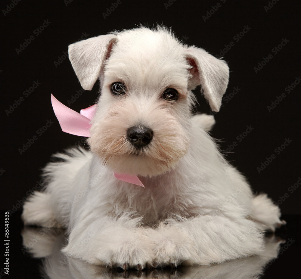 White miniature schnauzer puppy White miniature schnauzer puppy