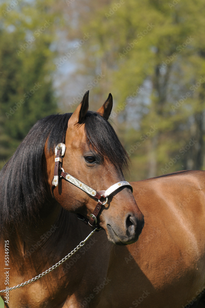 Obraz premium Quarter Horse Hengst