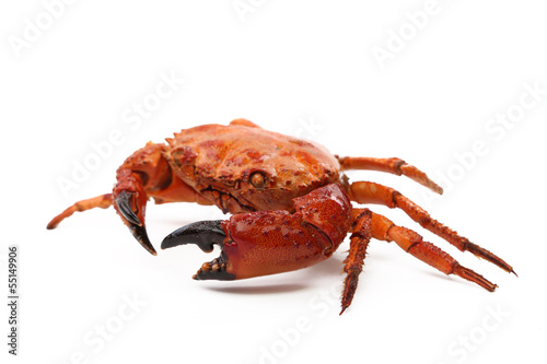 seafood red crab