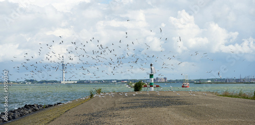 Birds flying over a dike in summer