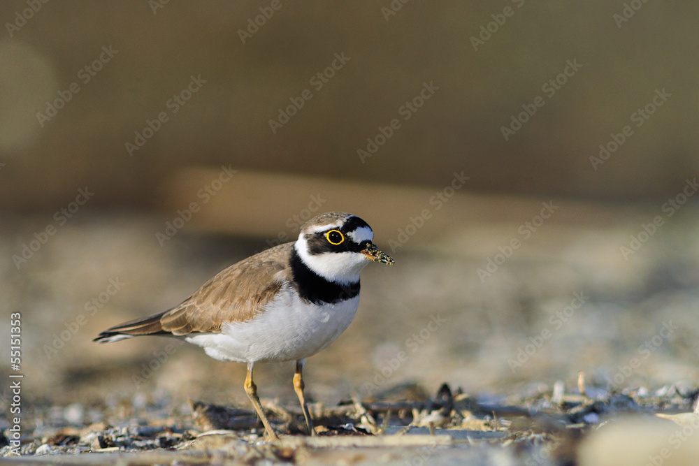 Little Ringed Plover - Charadrius dubius, Crete Little Ringed Plover - Charadrius dubius, Crete