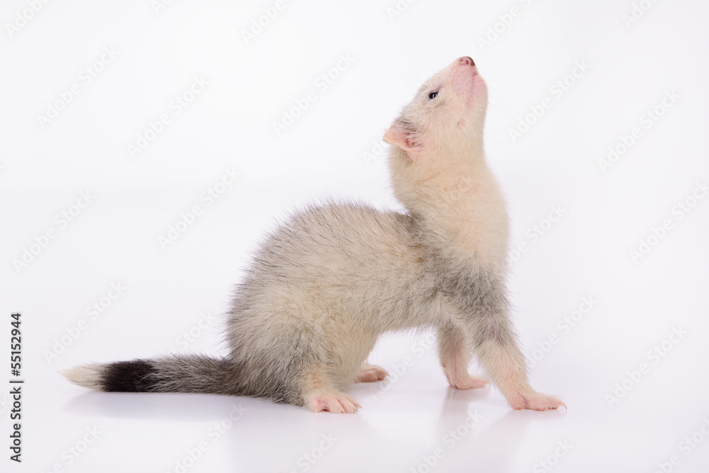 small animal rodent small animal rodent