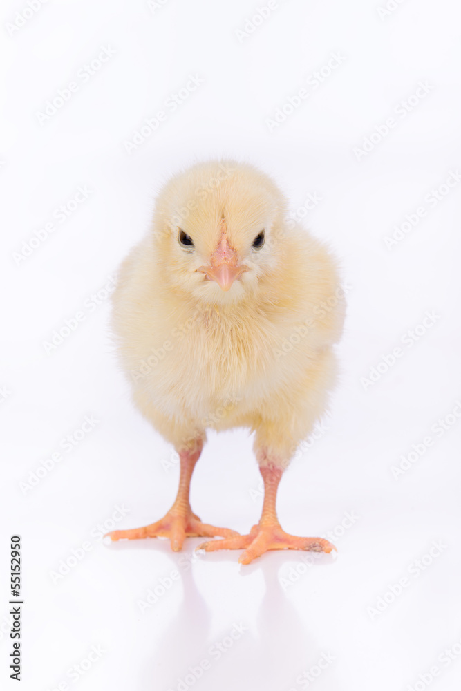 Obraz premium Cute little chicken