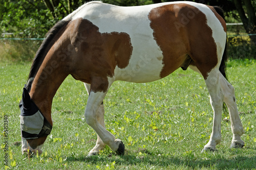 Coloured Horse in a Fly Mask