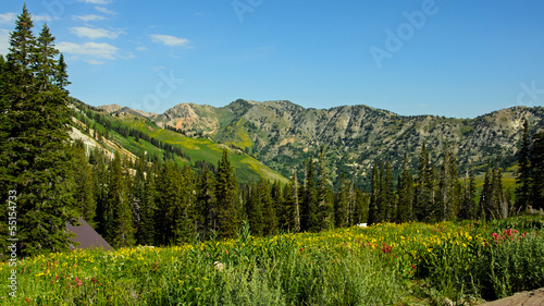 Apline Meadow