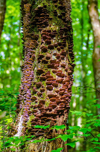 mushrooms growing on a live tree in the forest, illustrating the photo