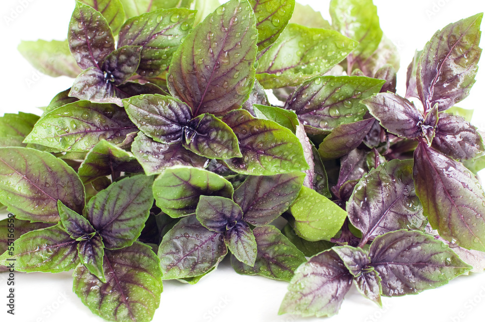 fresh purple basil