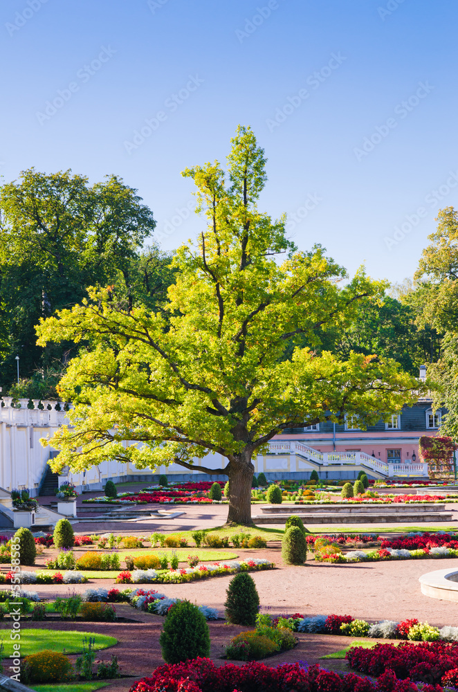 Oak of times of Great Peter in park Kadriorg. Tallinn