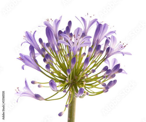 Fototapeta Naklejka Na Ścianę i Meble -  African Lily