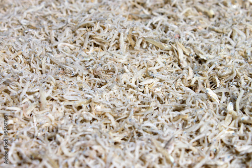 dried tiny fishes in market