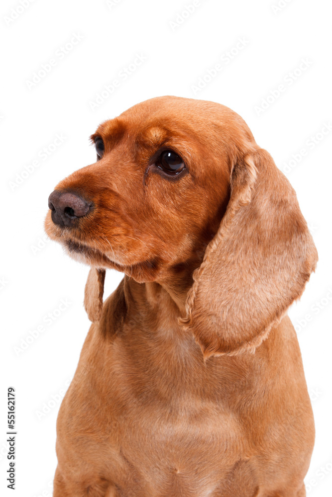 English Cocker Spaniel Dog