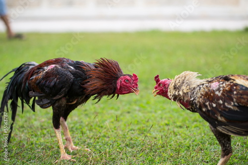 fighting cock