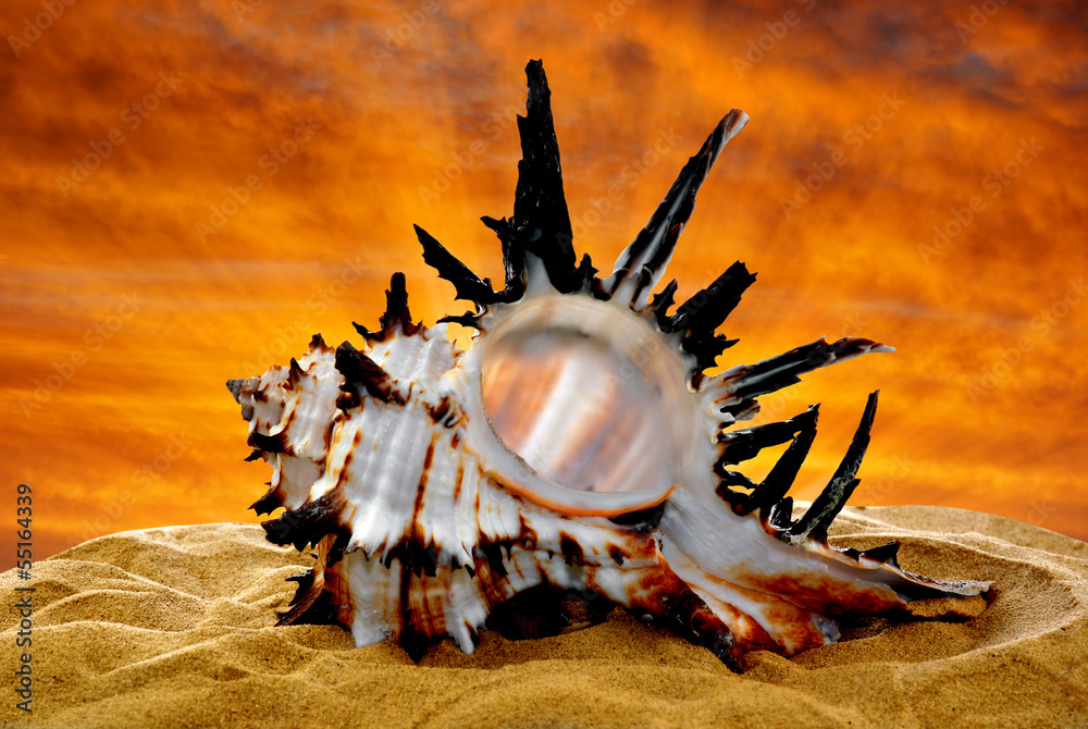 Fototapeta premium Conch shell on beach in the sunset
