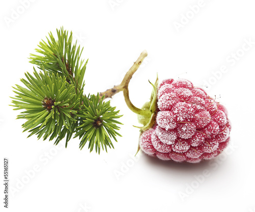 Frozen raspberry with pine tree branch isolated on white