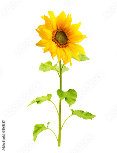 Sunflower plant isolated on white background.