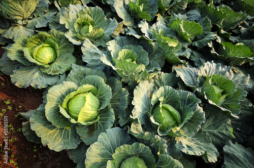 Convert fresh green cabbage.