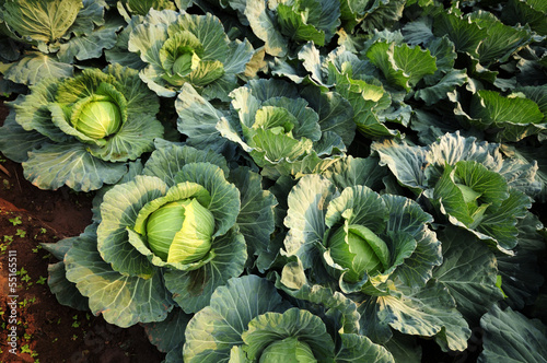 Convert fresh green cabbage. photo