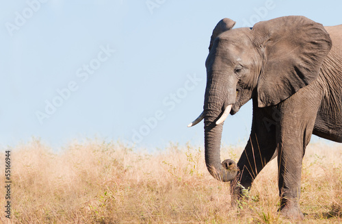 Elephant feeding with space for text