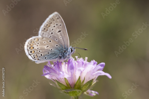 Wallpaper Mural Small blueish butterfly on flower Torontodigital.ca