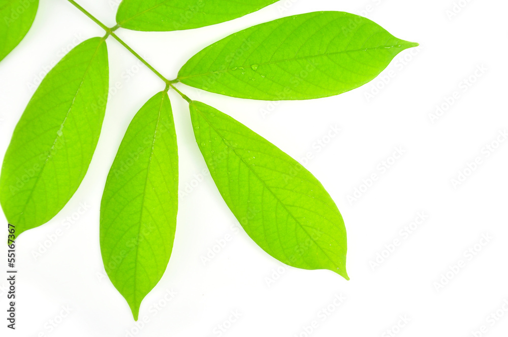 Green leaf Green leaf