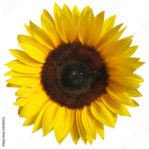 Fototapeta Naklejka Na Ścianę i Meble -  The sunflower isolated on white background with a clipping path