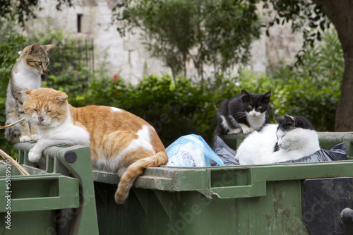 abandoned cats looking for food i