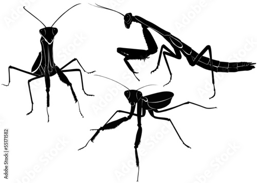 mantis animal isolated on white background