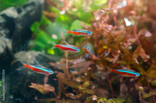 Quadro em tela Neon tetra