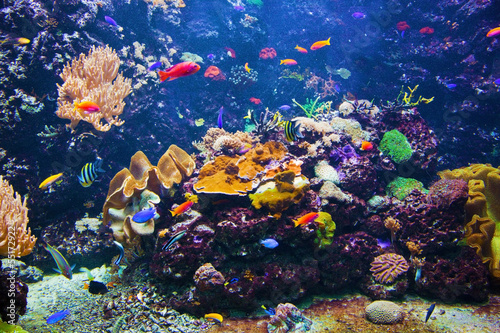 Podwodna scena z ryba, rafa koralowa