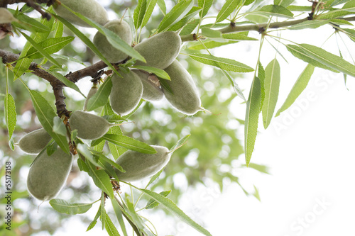 Almond tree