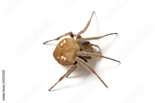 Garden orb weaver spider (Eriophora transmarina) on white.