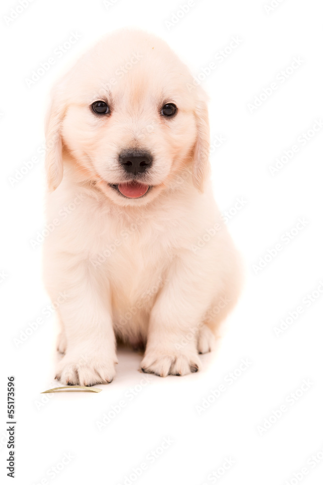 Fototapeta premium Golden Retriever