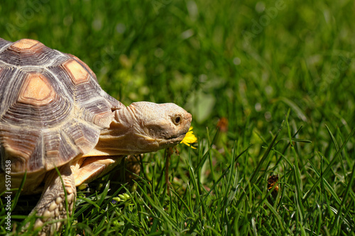 African Spurred Tortoise