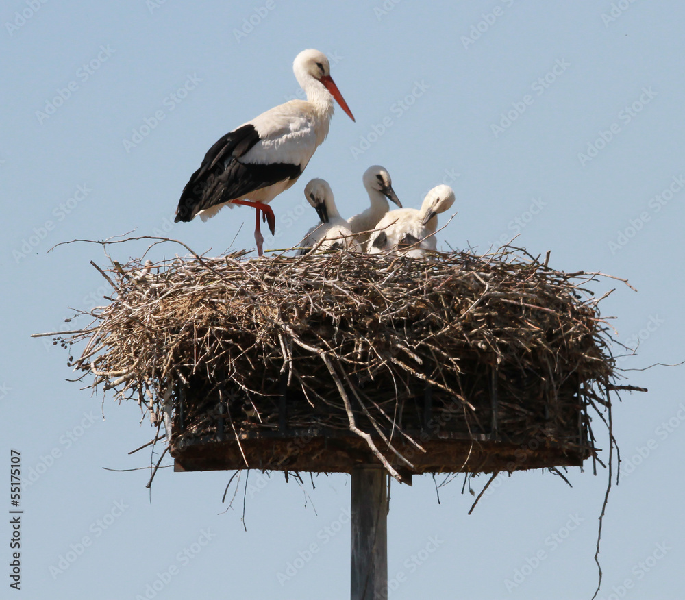 Fototapeta premium cigogne