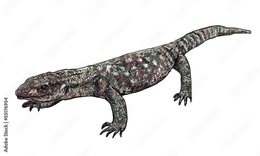 The vector of Varanus exanthematicus The vector of Varanus exanthematicus