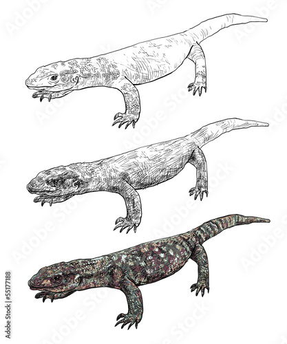 The vector of Varanus exanthematicus