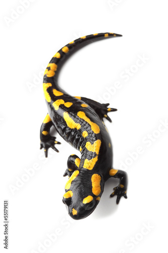 Fire salamander  (Salamandra salamandra) on white