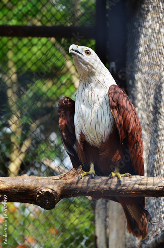 Red-backed Sea-eagle or Brahminy Kite