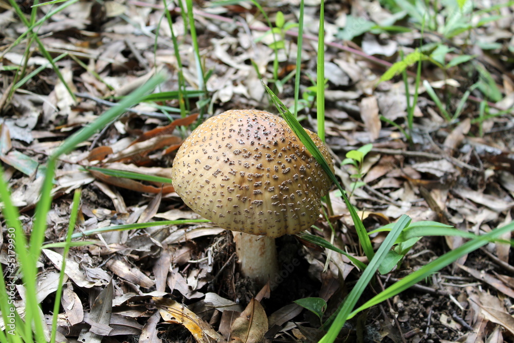 mushrooms in the forest mushrooms in the forest