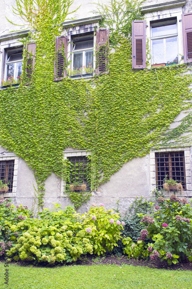 House facade with ivy color image