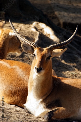 Fototapeta Naklejka Na Ścianę i Meble -  antelope Kobus leche