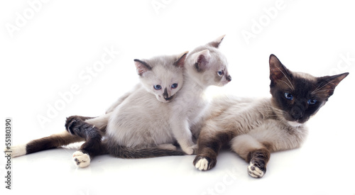 siamese cat and kitten