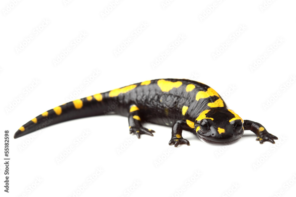 Fire salamander (Salamandra salamandra) on white Fire salamander (Salamandra salamandra) on white