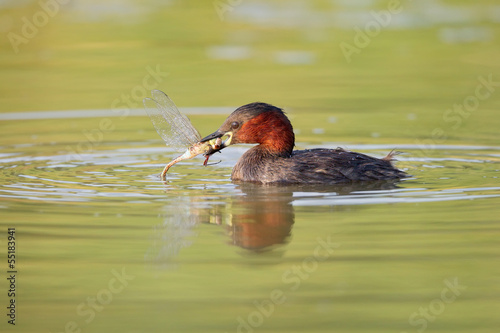 Tuffetto con libellula photo