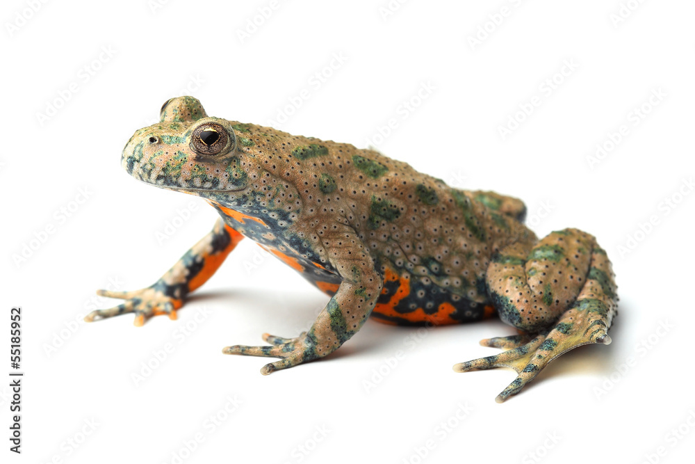 Obraz premium European Fire-bellied Toad (Bombina bombina) on white