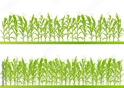 Fotomurale Corn field detailed countryside landscape illustration backgroun