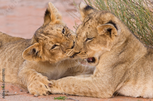 Two cute lion cubs playing on sand in the Kalahari