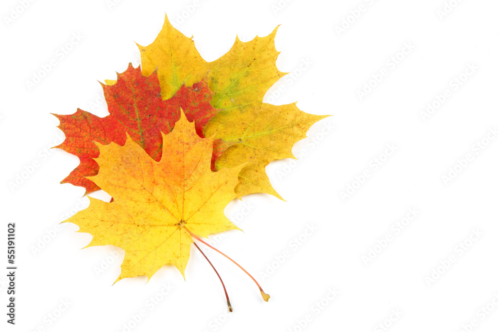 Fototapeta premium Autumn leaves isolated on white background
