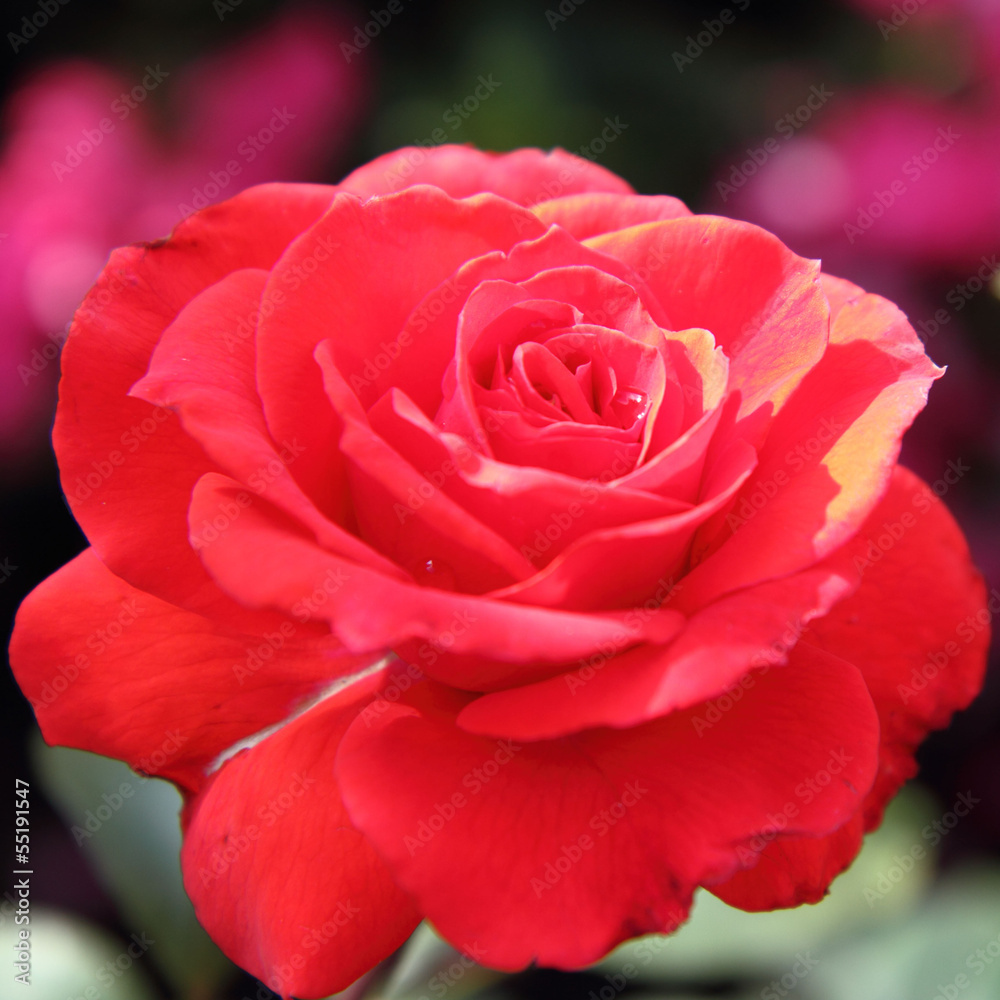 Red rose blooming in a garden Red rose blooming in a garden